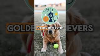 80 Golden Facts About Golden Retrievers That Will Make Your Tail Wag MUSTWATCH 2024 p6 hstm [upl. by Llebyram615]