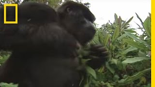 Kids Have Fallen Into Gorilla Enclosures In The Past But With Different Endings [upl. by Nevla186]