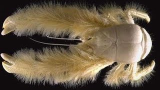 Facts The Yeti Crab Kiwa hirsutaKiwa puravida [upl. by Anastasia638]