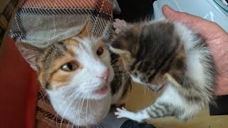 Abandoned kitten meets foster mom cat for the first time [upl. by Willy]