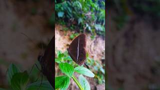 butterfly Orsotriaena medus butterfly viralshorts foryouall Asian [upl. by Channa]