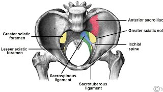 sacrospinous and sacrotuberous ligaments and sciatic foramen دخالد البكوش part6 [upl. by Diahann]