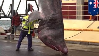 Shark Rare giant 40foot basking shark caught off southern Australia  TomoNews [upl. by Adan436]