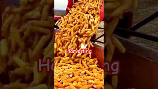 Maize Harvest trending ytfeed maizefarm ytvideo vira crop [upl. by Lang]