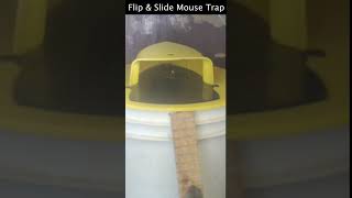 The Amazing Flip amp Slide Mouse Trap  Non Stop Mouse Catches Mousetrap Monday Short [upl. by Voe]