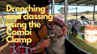 Drenching and Classing using the Combi Clamp Sheep Handler [upl. by Nerahs]