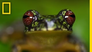 Stunning Closeups Meet These Frogs Before They Go Extinct  National Geographic [upl. by Buford713]