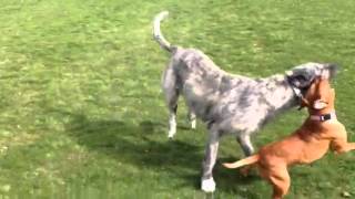 Irish wolfhound vs red nose pitbull [upl. by Rickard]