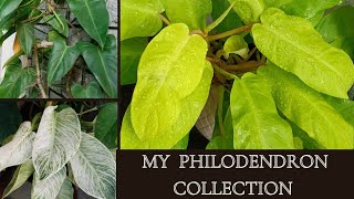 The Ultimate Philodendron Collection Beautiful plants for our indoor garden [upl. by Maxma]