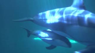 Piquets Dolphin Calf Nursing [upl. by Berwick769]