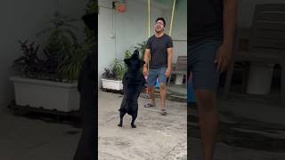 Dog Lover trending doglover dog [upl. by Pall986]