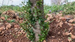 Árbol de argán saliendo de la hibernación Argania Spinosa [upl. by Rednav]