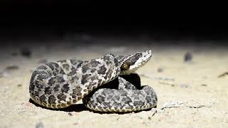 Bothrops erythromelas jararacadaseca [upl. by Fradin]