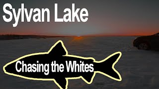 Sylvan Lake Ice Fishing Chasing the Whites third attempt [upl. by Ymassej]