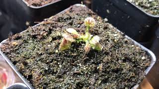 Cephalotus leaf pulling vs root cutting [upl. by Ettesel]