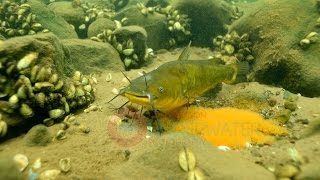 Black Bullhead Catfish Underwater Video Engbretson Underwater Photography [upl. by Glaser107]