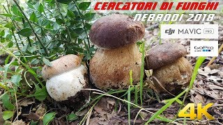 Cercatori di Funghi  Nebrodi  4K [upl. by Sidran]