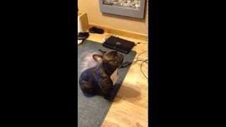 Stitch the French Bulldog crying for his toy [upl. by Hilel]