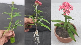 Easy way to Grow Panama Rose cutting using natural rooting hormone aloe vera [upl. by Bourgeois315]