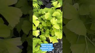 SubMrMapleShow Ginkgo biloba Snow Cloud Variegated Male Ginkgo Tree ginkgo ginkgotree [upl. by Assilym]