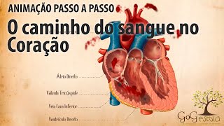 Como ocorre a pequena circulação ou circulação pulmonar [upl. by Bortman403]