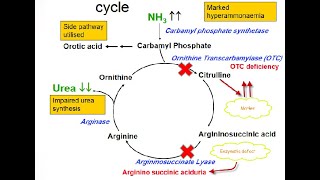 Argininosuccinic Aciduria Acidemia Defects in Arginosuccinase enzyme in the Urea cycle [upl. by Dar8]