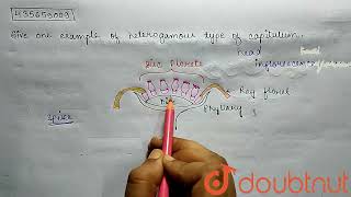 Give one example of heterogamous type of capitulum  CLASS 11  MORPHOLOGY OF FLOWERING PLANT [upl. by Noryb]