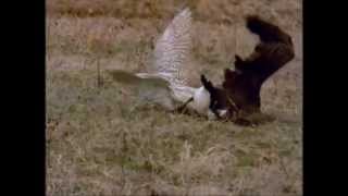 FALCON VS LARGE CANADA GOOSE [upl. by Aisek]