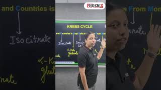 Krebs cycle  Steps in Krebs cycle 🚴🏻‍♂️📚shorts biology shortsyoutube youtube viralshort [upl. by Ginevra867]