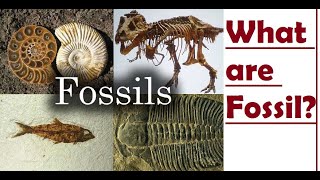 What is a Fossil  How Fossils Are Formed [upl. by Devland]