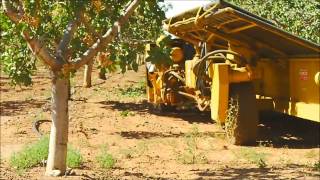 Pistachio Harvesting in New Mexico [upl. by Romilly]