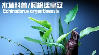 水草科普｜阿根廷皇冠 Echinodorus argentinensis [upl. by Nnylidnarb408]