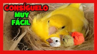 ¿QUIERES CRIAR CANARIOS MIRA ESTE VIDEO 😱 TRUCOS PARA LA CRIA DE CANARIOS  COMO CRIAR CANARIOS [upl. by Aika]