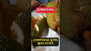 Unboxing Cempedak King Isinya Melimpah  cempedak cempedakking shorts [upl. by Kieger927]