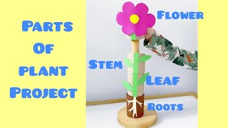 Parts Of plant model  Parts Of plant school project  Plant science model for school project [upl. by Thera209]