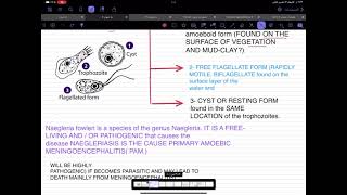 شرح طفيليات تحليلات مرضية مرحلى ثانية محاضرة Naegleria fowleri شرح جديد [upl. by Bille]