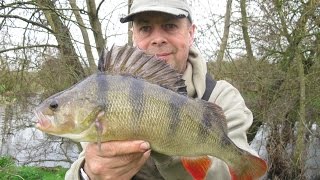 Perch Fishing on the River Loddon [upl. by Yrogerg548]