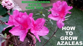 How to Grow Azaleas Flowering Plant for Every Garden [upl. by Ardolino]