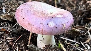 4K Russula cyanoxantha Mushroom Identification [upl. by Eugenio940]