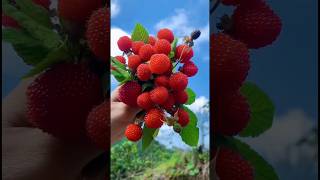 Fresh Raspberry Harvesting satisfying HappyFarm85 [upl. by Maureen]