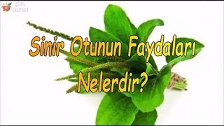 Sinir Otunun Bilinmeyen Faydaları Nelerdir [upl. by Ainna]