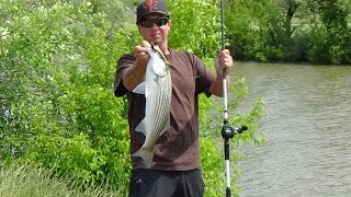 Damp M SWIMBAIT STRIPER [upl. by Johst]