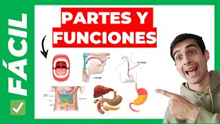 ✅PARTES del SISTEMA DIGESTIVO y sus FUNCIONES fácil [upl. by Ettenawtna177]