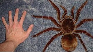 Rare and Dangerous The Worlds Most Venomous Spiders [upl. by Wise]