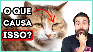 Causas de Secreção Ocular em Gatos [upl. by Aiciram279]