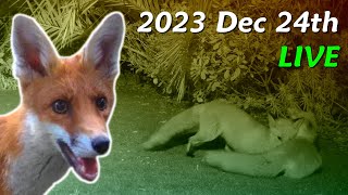 Foxes Live  2023 December 24th [upl. by Tonia]