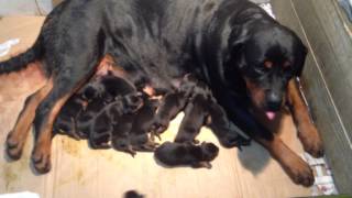 Filhotes de Rottweiler a venda [upl. by Deadman]