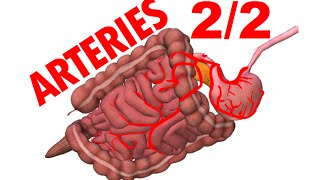 Superior Mesenteric Artery amp Inferior  Blood Supply To Abdomen 2 [upl. by Melda]