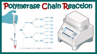 polymerase chain reaction  PCR  What are the 3 main steps in a PCR reaction [upl. by Acimot341]