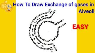 how to draw diagram of exchange of gases in alveolus step by step for beginners [upl. by Colinson]